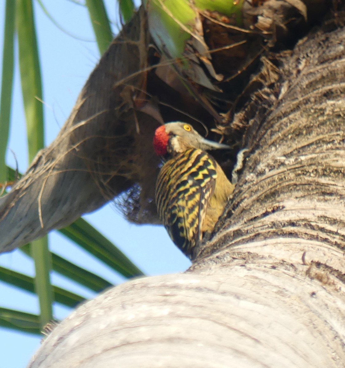 Hispaniolan Woodpecker - ML623183727