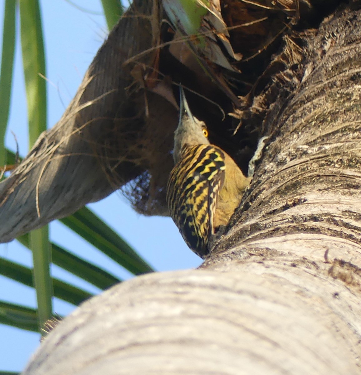 Hispaniolan Woodpecker - Guillermo Aparicio