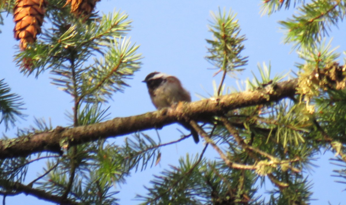 Chestnut-backed Chickadee - ML623183746