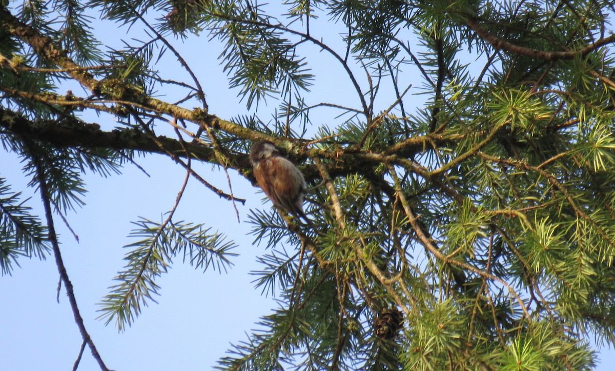 Chestnut-backed Chickadee - ML623183747