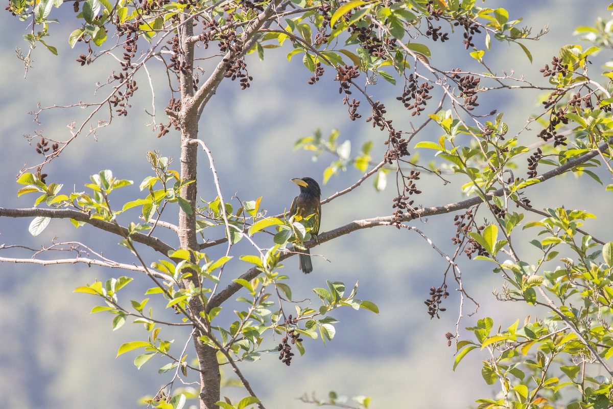 Great Barbet - ML623183748