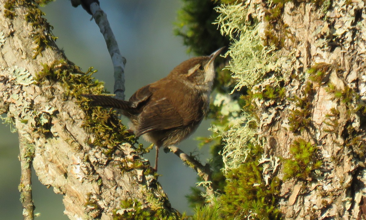 Bewick's Wren - ML623183749