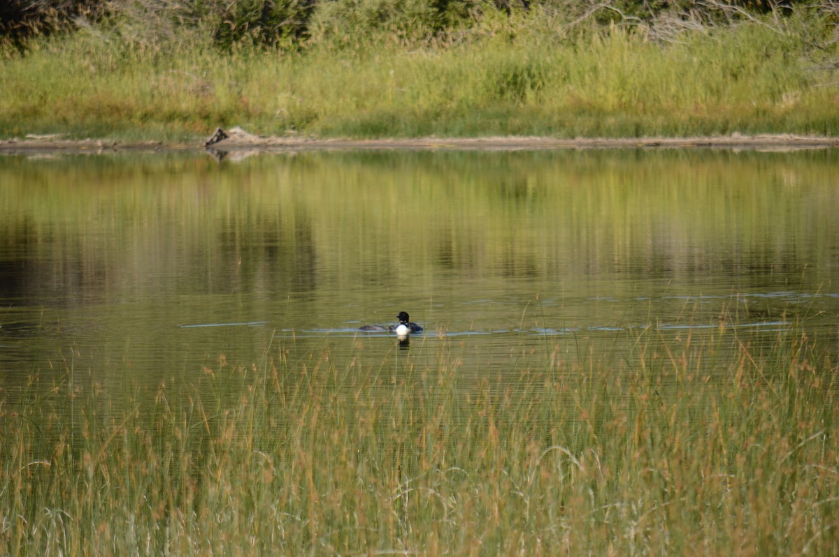 Common Loon - ML623183756