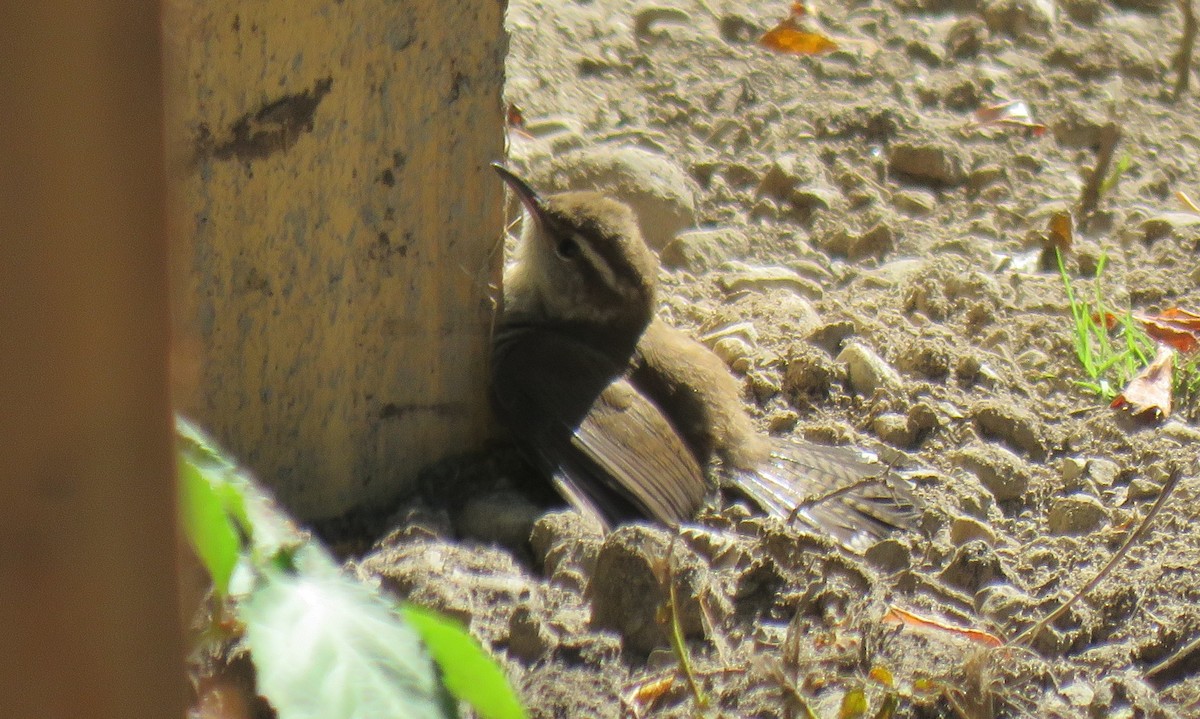 Bewick's Wren - ML623183776