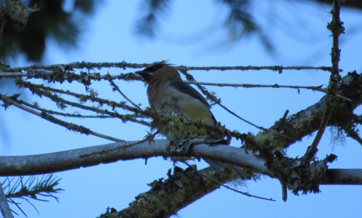 Cedar Waxwing - Toby Hardwick