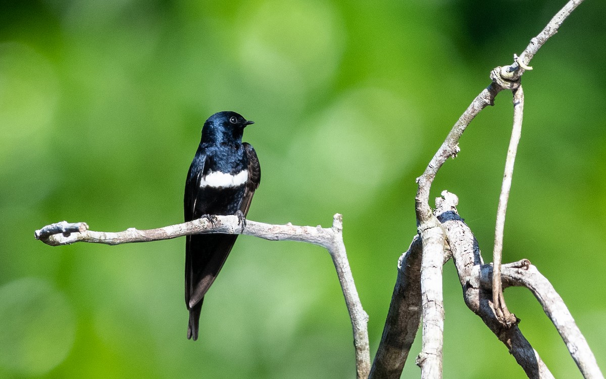 White-banded Swallow - ML623183842