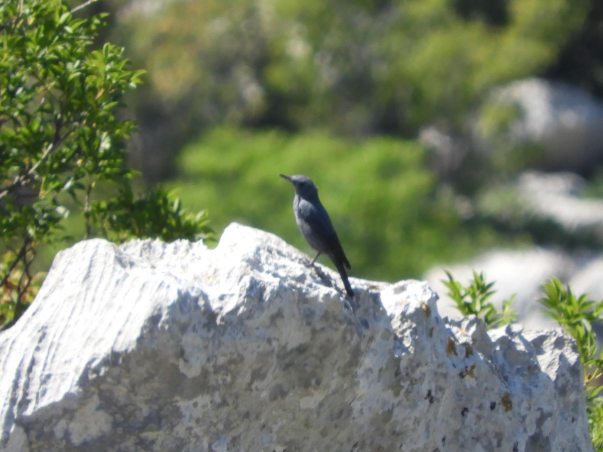 Blue Rock-Thrush - Martí Gonzàlez