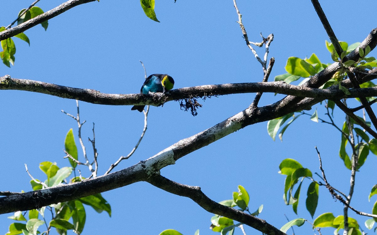 Paradise Tanager - Serge Horellou