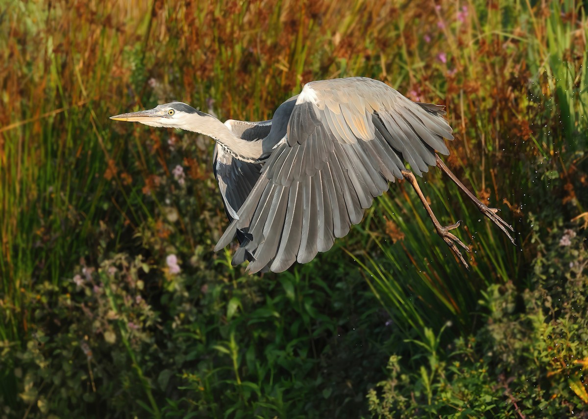 Gray Heron - ML623183896