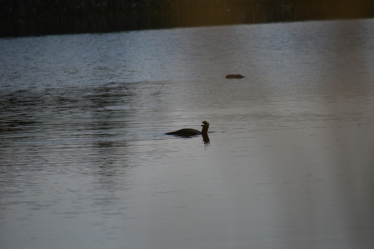 Common Loon - ML623183906