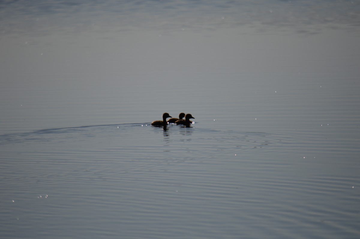 Common Loon - ML623183907