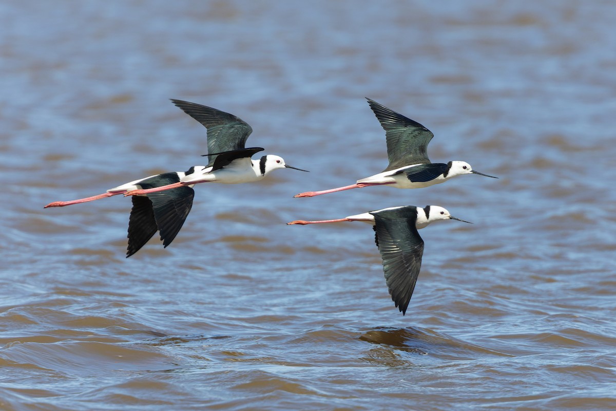 Pied Stilt - James Hunt