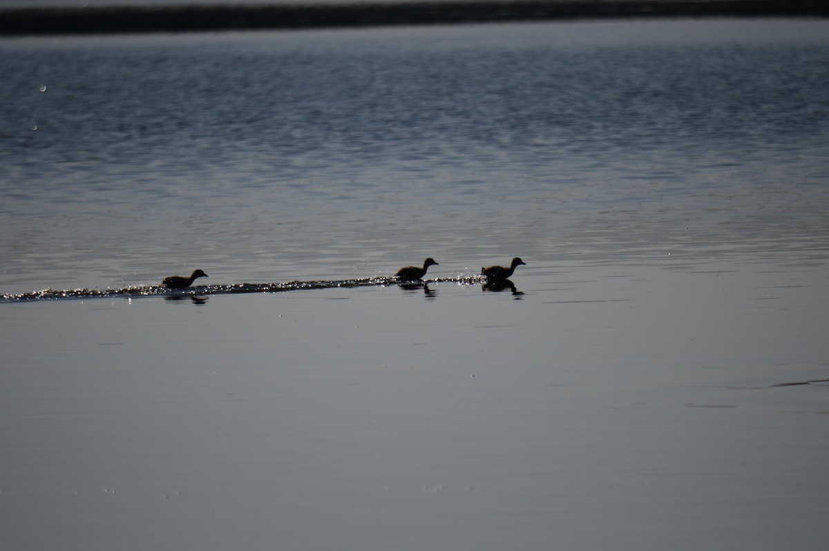 Common Loon - ML623183919