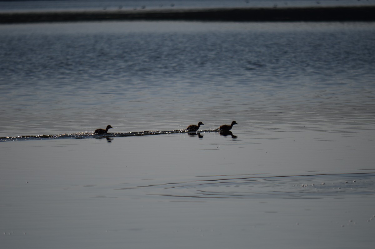 Common Loon - ML623183920