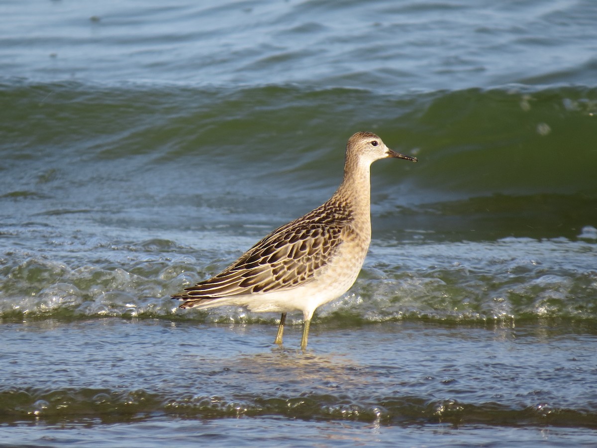 流蘇鷸 - ML623184008