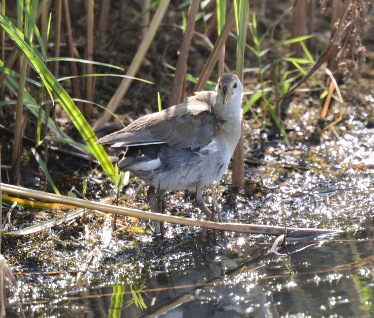 Lesser Moorhen - ML623184034