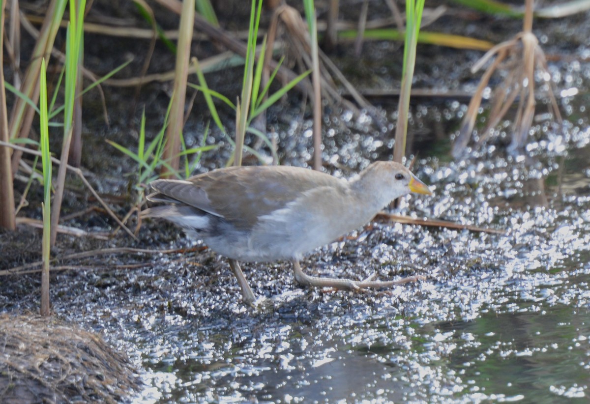 Lesser Moorhen - ML623184035