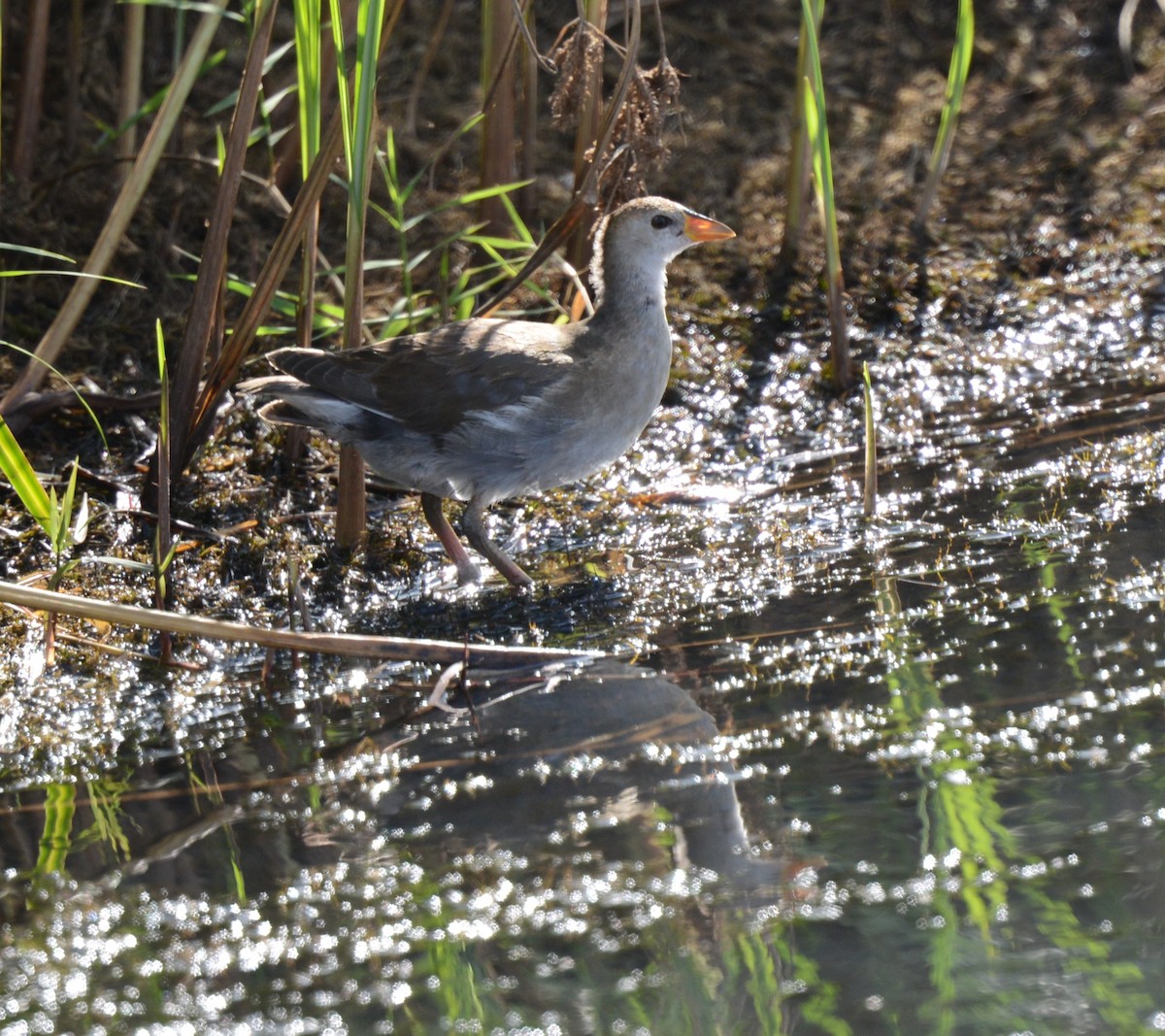 Lesser Moorhen - ML623184036