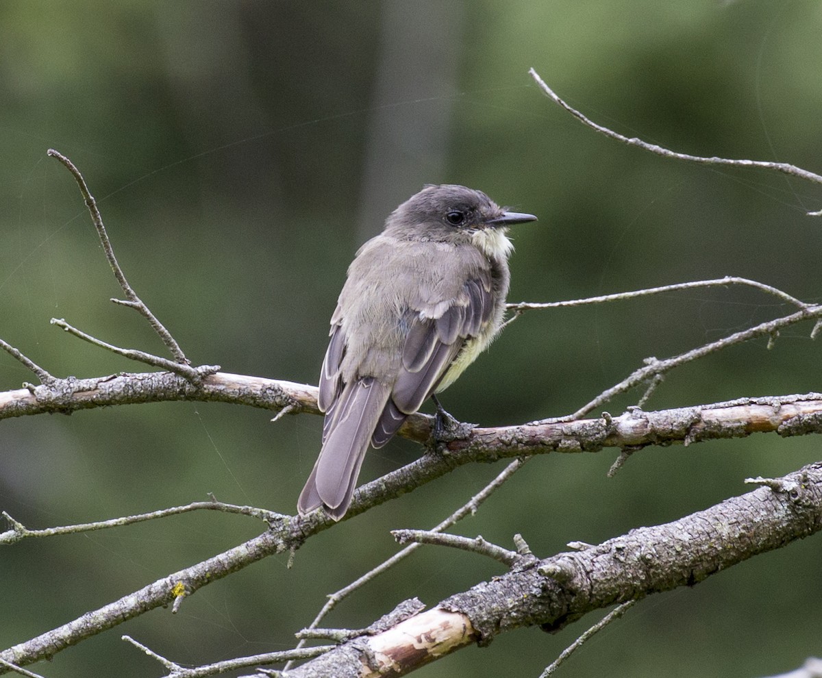 Eastern Phoebe - ML623184059