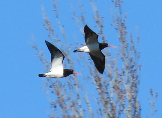 South Island Oystercatcher - ML623184067