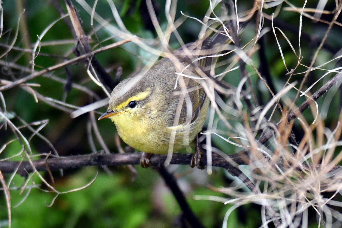 Tickell's Leaf Warbler - Amber Habib