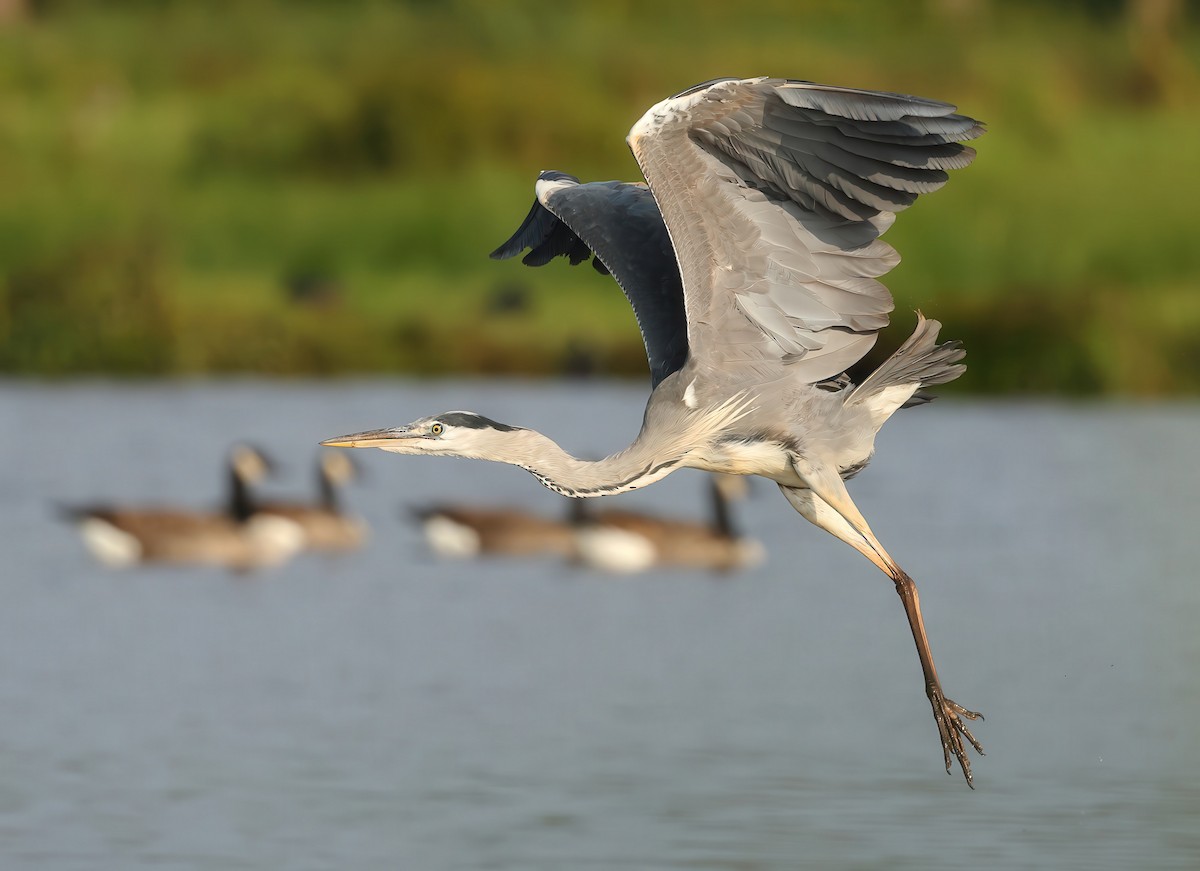 Gray Heron - ML623184090