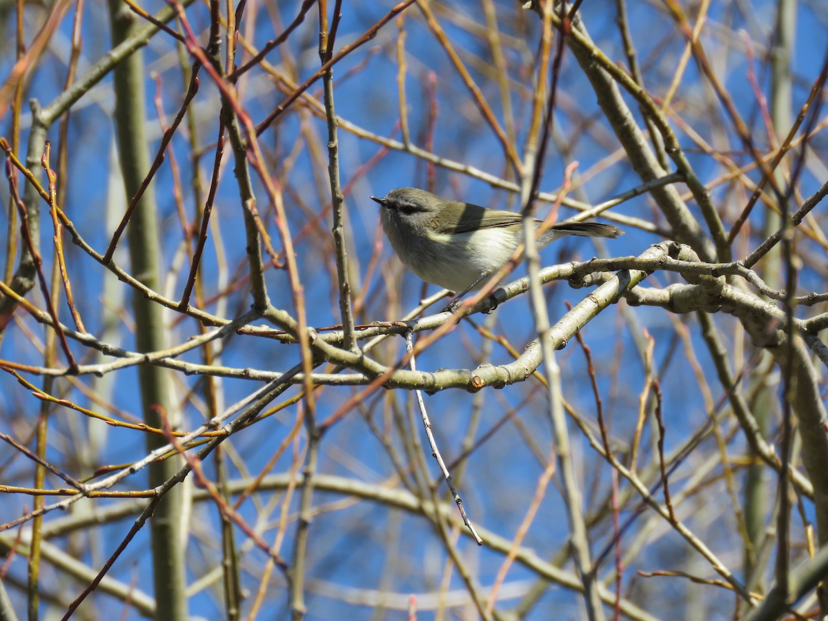 Gray Gerygone - ML623184119