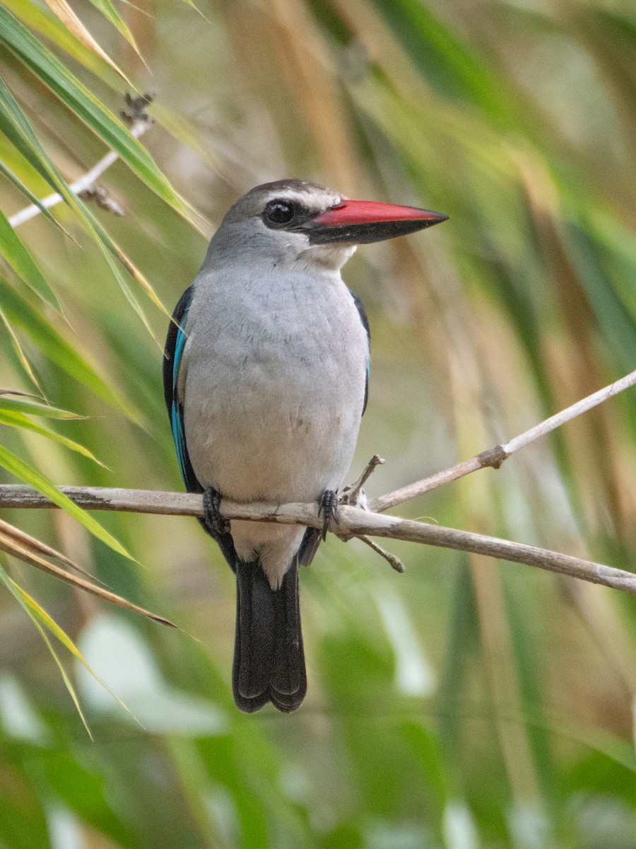 Woodland Kingfisher - ML623184156