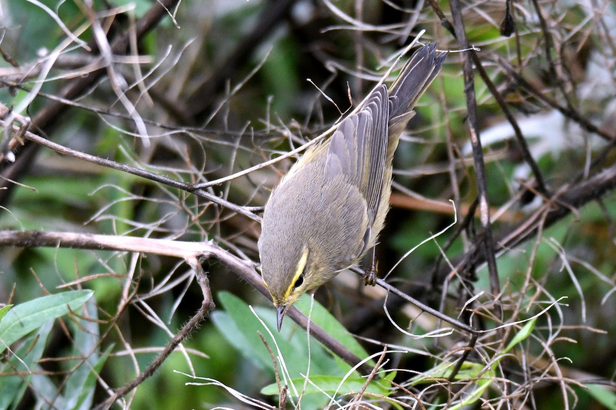 Tickell's Leaf Warbler - ML623184198