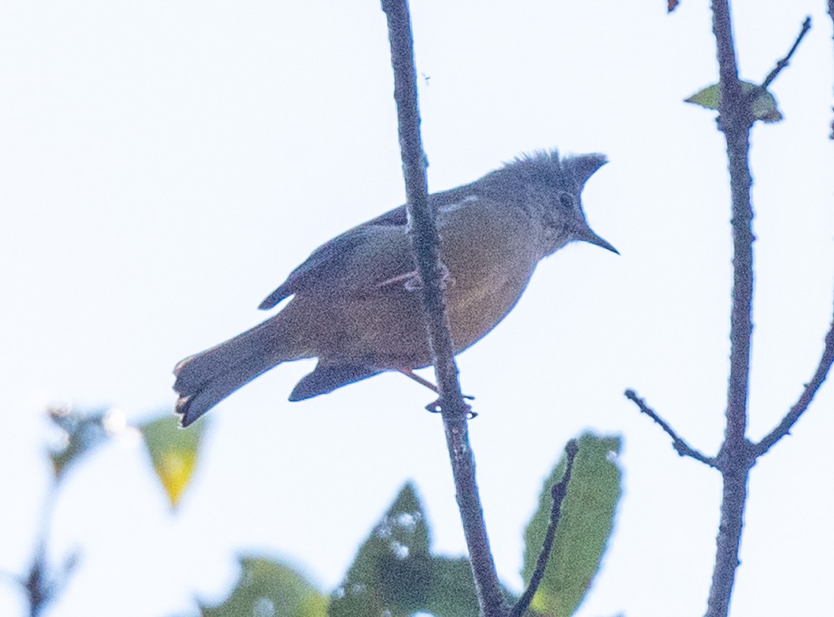 Stripe-throated Yuhina - ML623184216