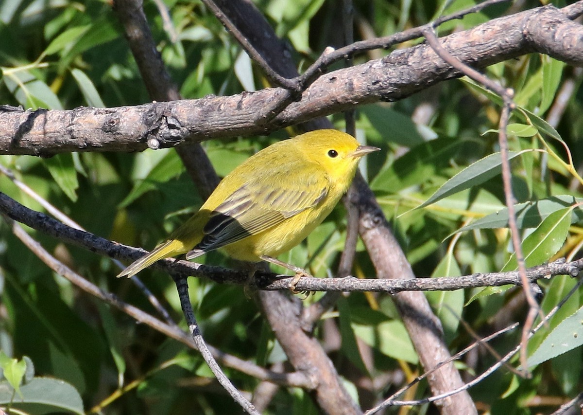 Yellow Warbler - ML623184225