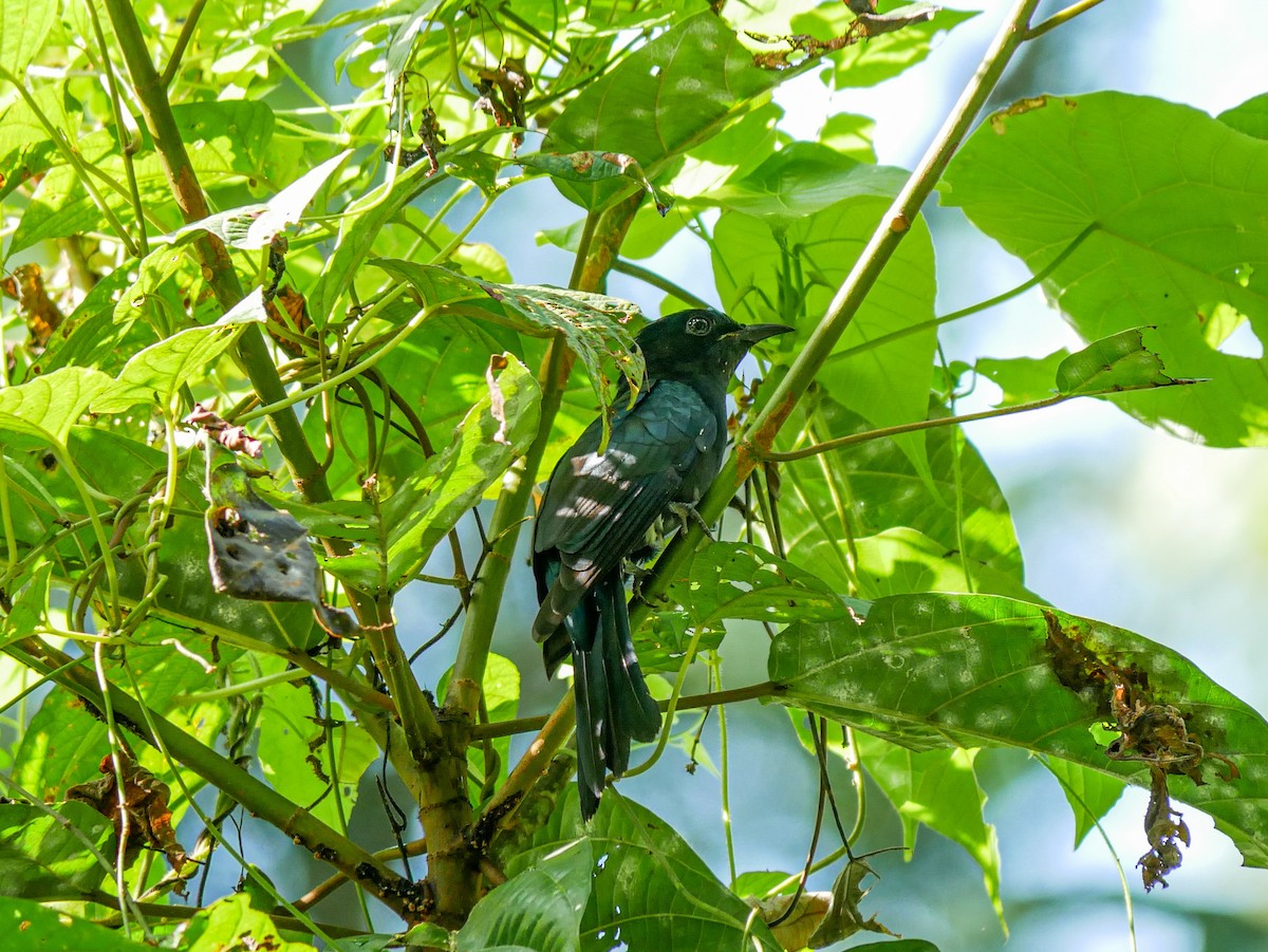 Square-tailed Drongo-Cuckoo - ML623184277