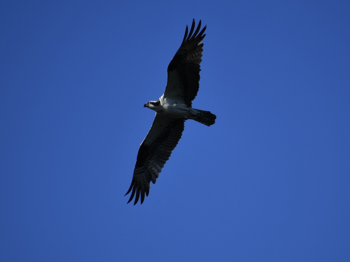 Osprey - Chris Hardman