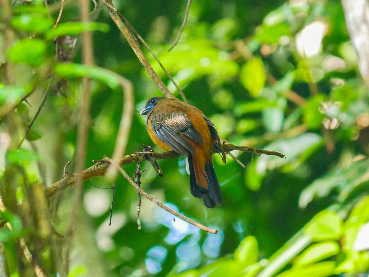 Red-naped Trogon - ML623184279