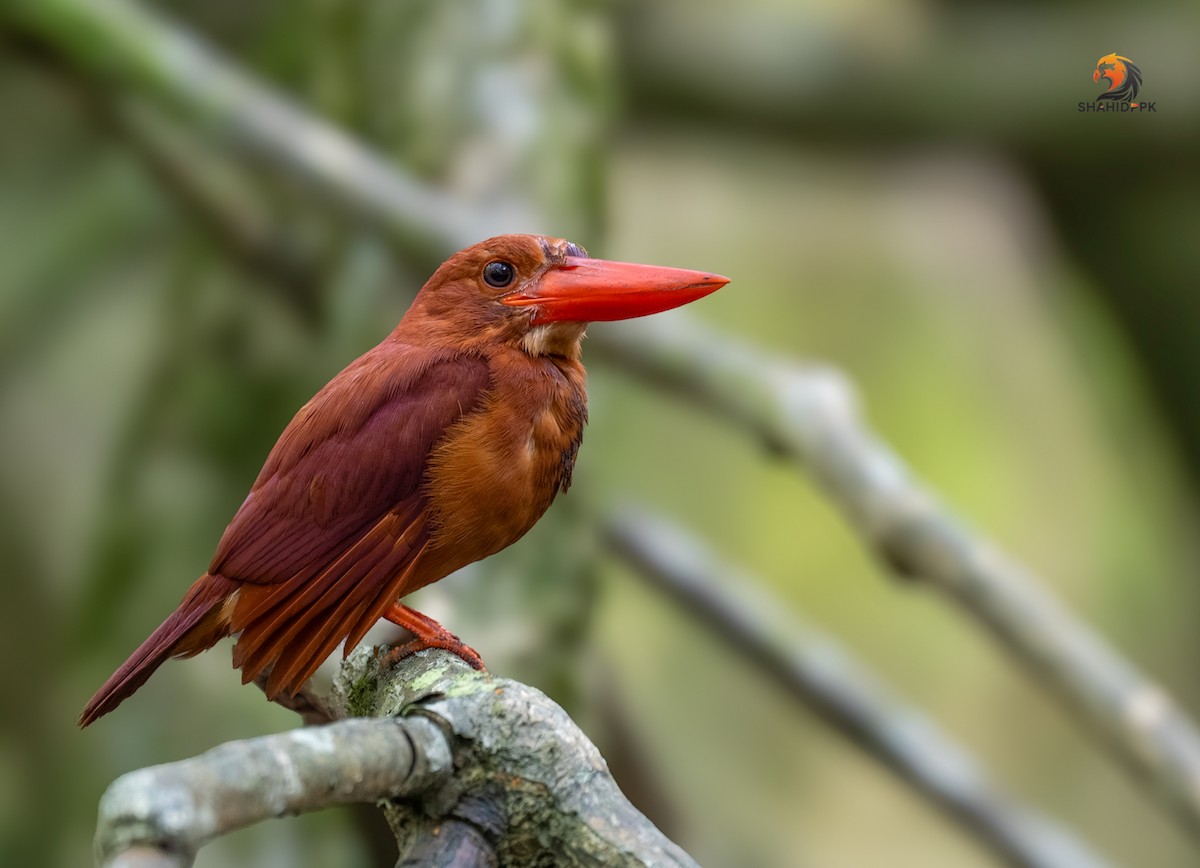 Ruddy Kingfisher - PK SHAHID