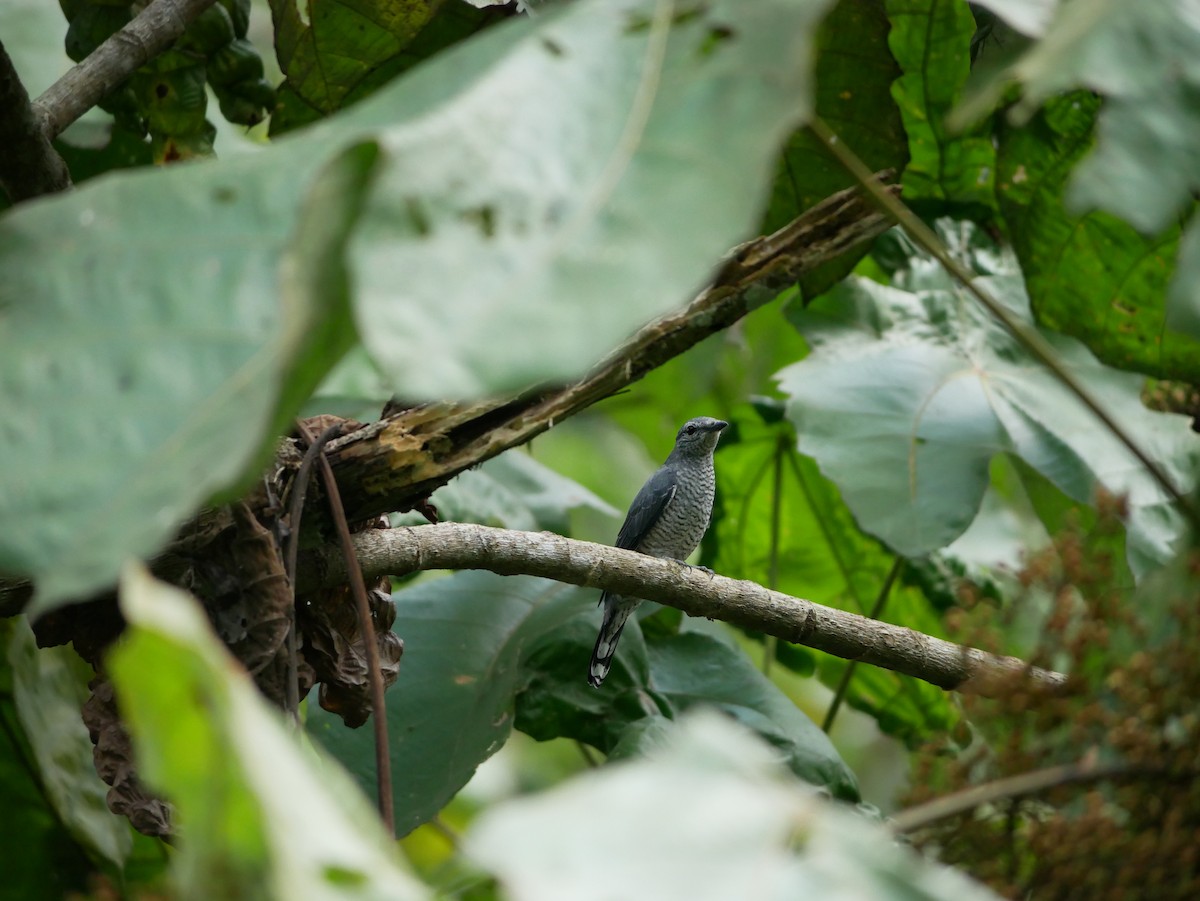 Lesser Cuckooshrike - ML623184358