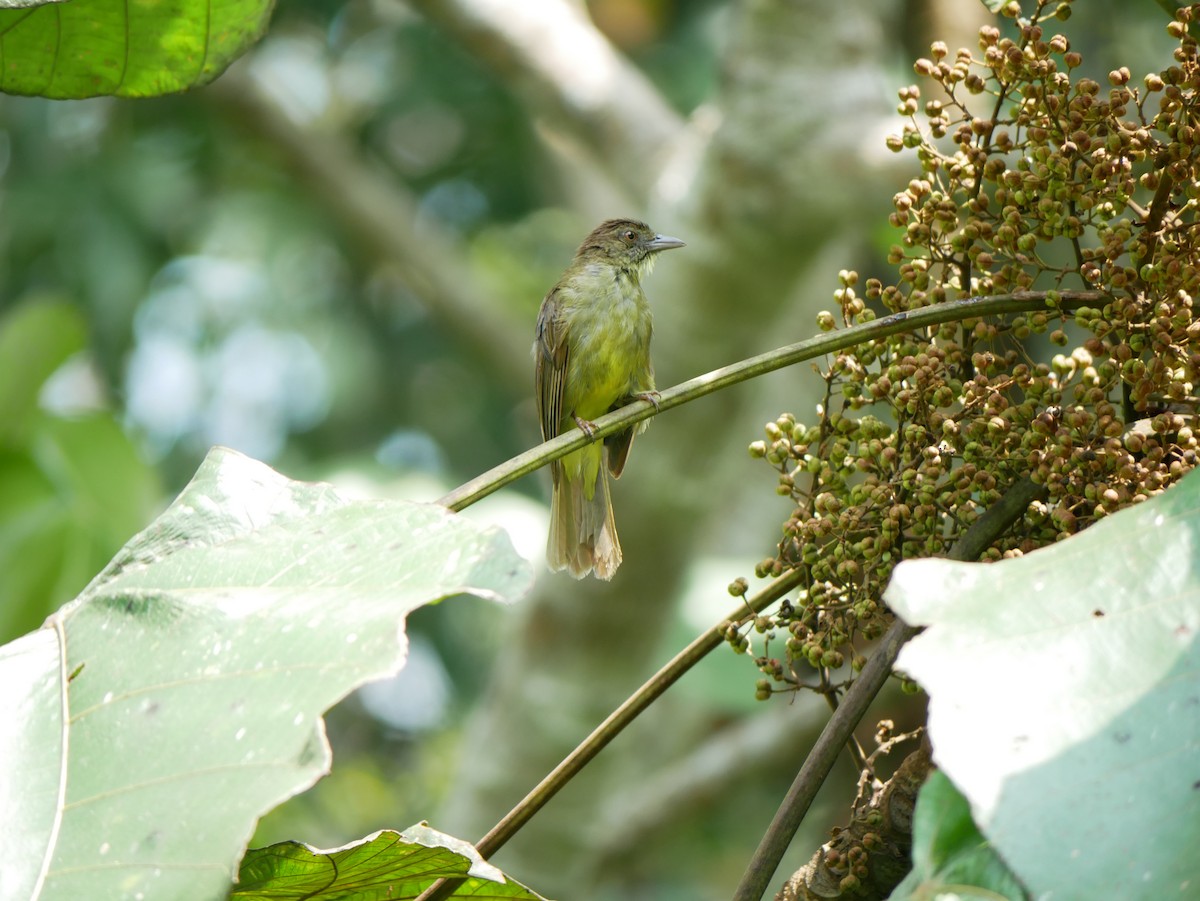 Finsch's Bulbul - ML623184383