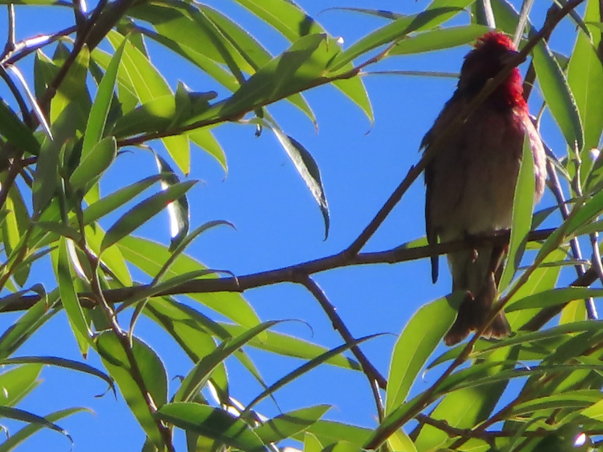 Common Rosefinch - J.A. Jensen