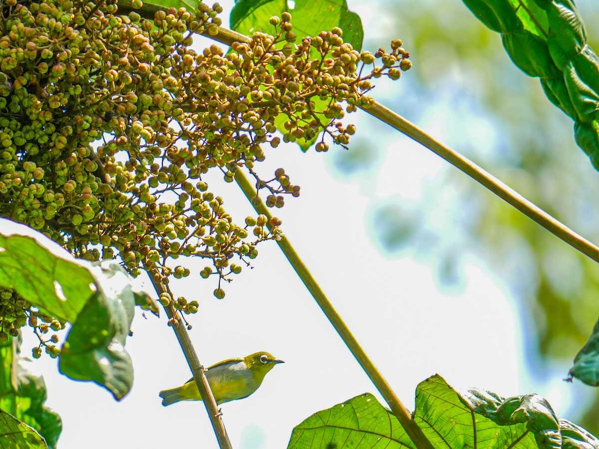 Hume's White-eye - ML623184392