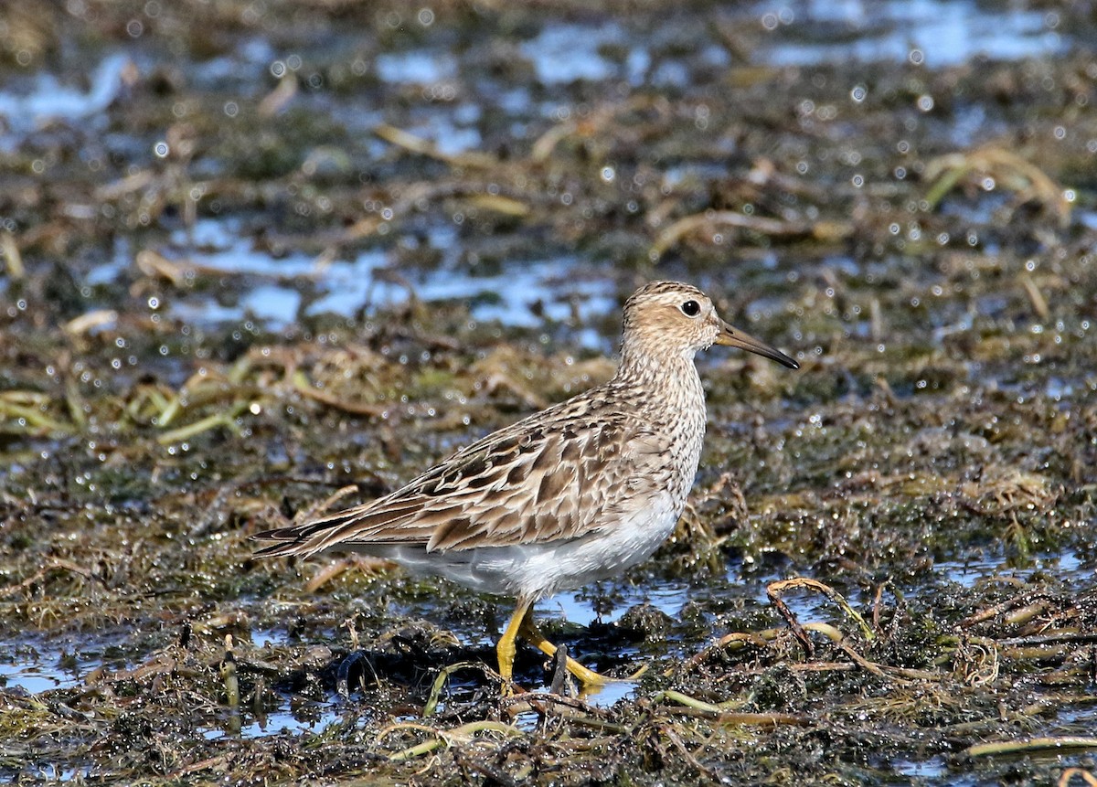 Pectoral Sandpiper - ML623184399