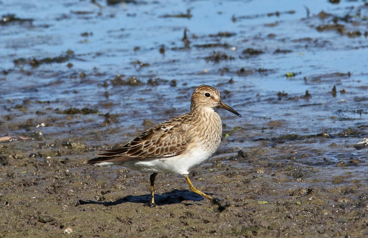 Pectoral Sandpiper - ML623184400