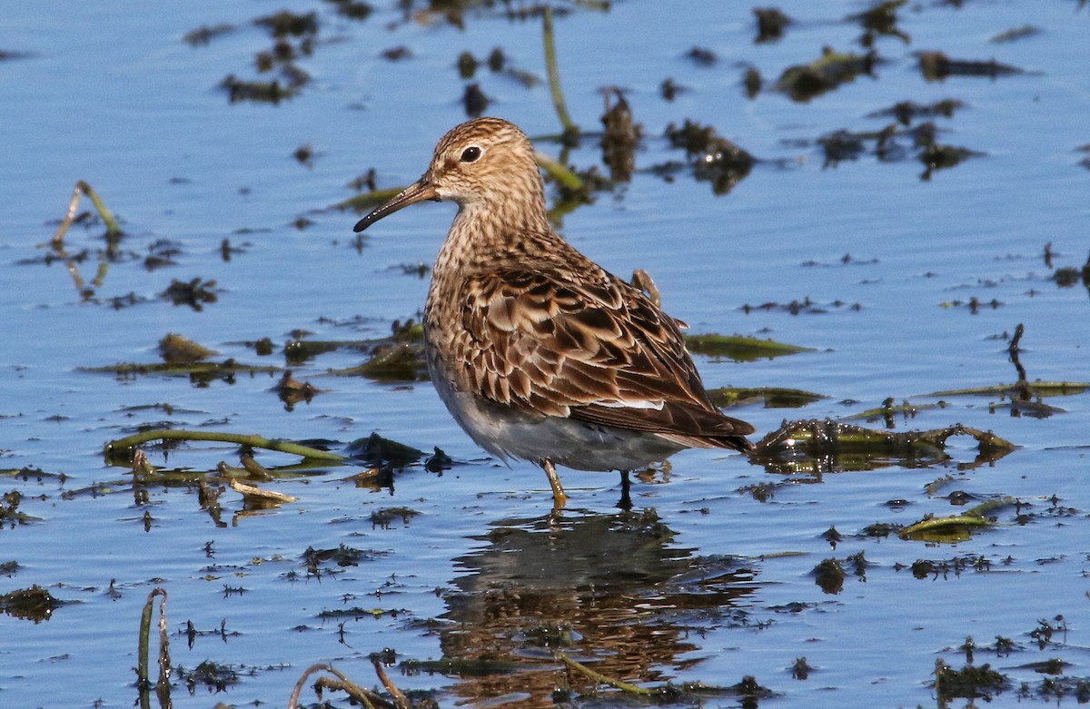 Pectoral Sandpiper - ML623184401