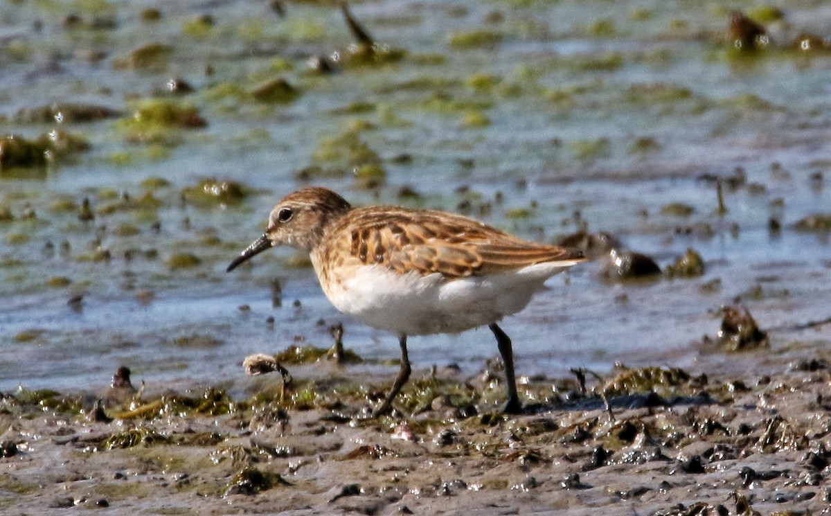 Least Sandpiper - ML623184404