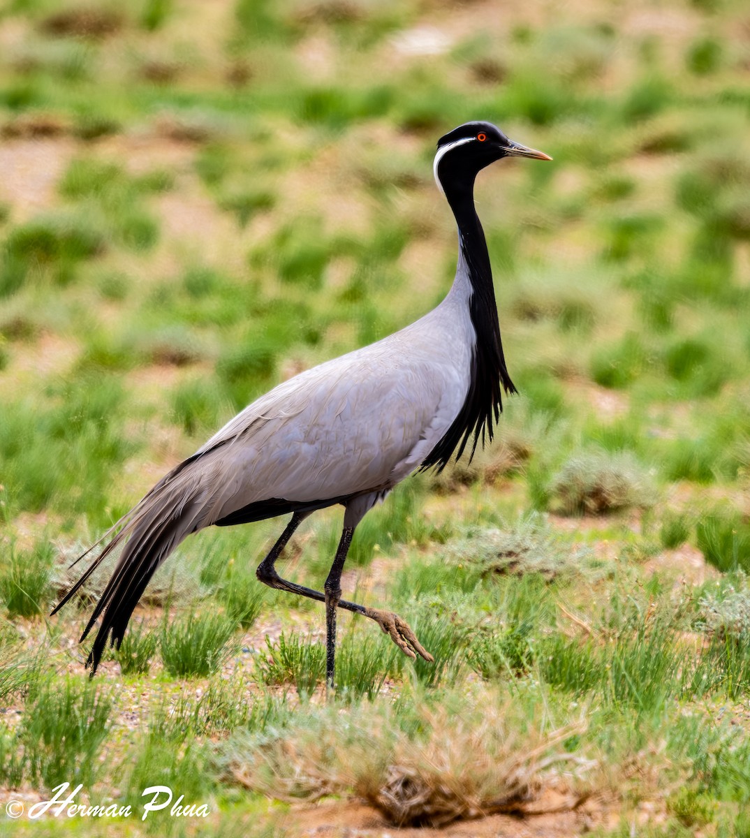 Demoiselle Crane - Herman Phua