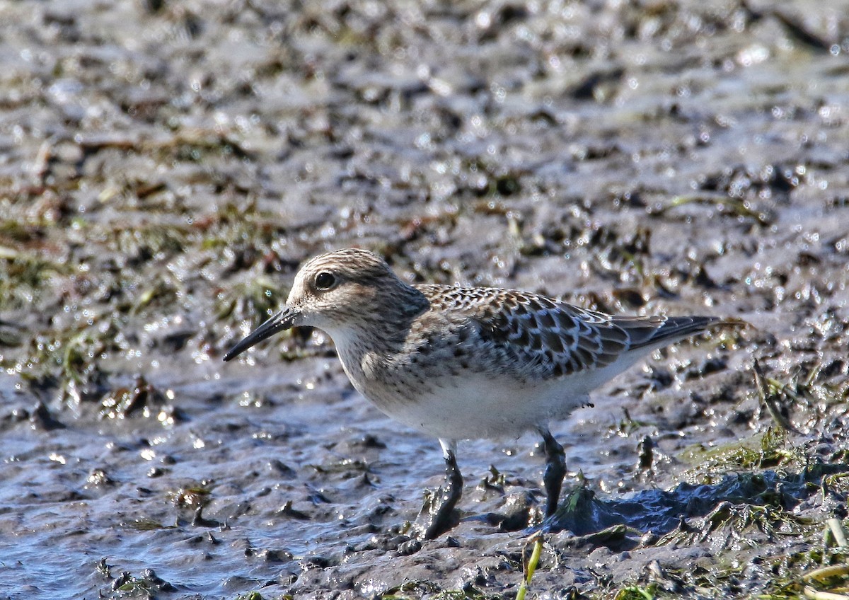 Baird's Sandpiper - ML623184472