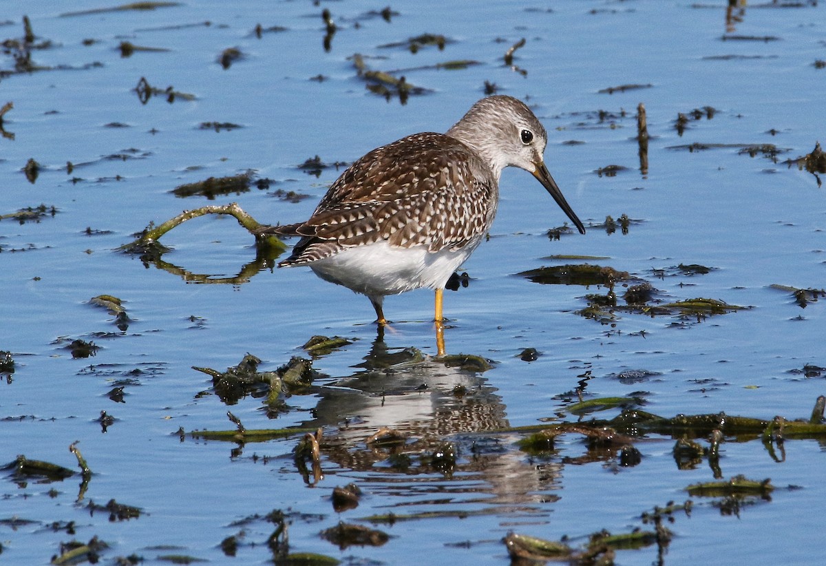 Lesser Yellowlegs - ML623184494