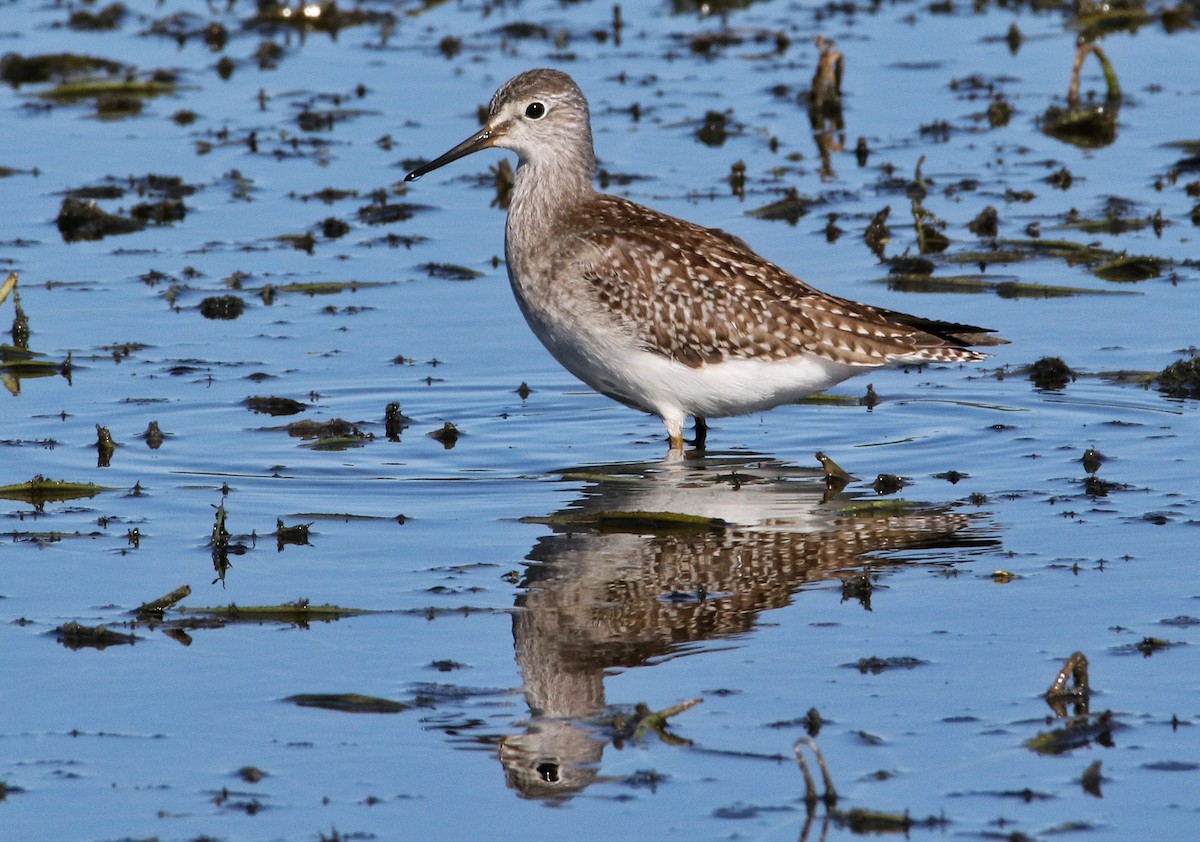 Lesser Yellowlegs - ML623184495