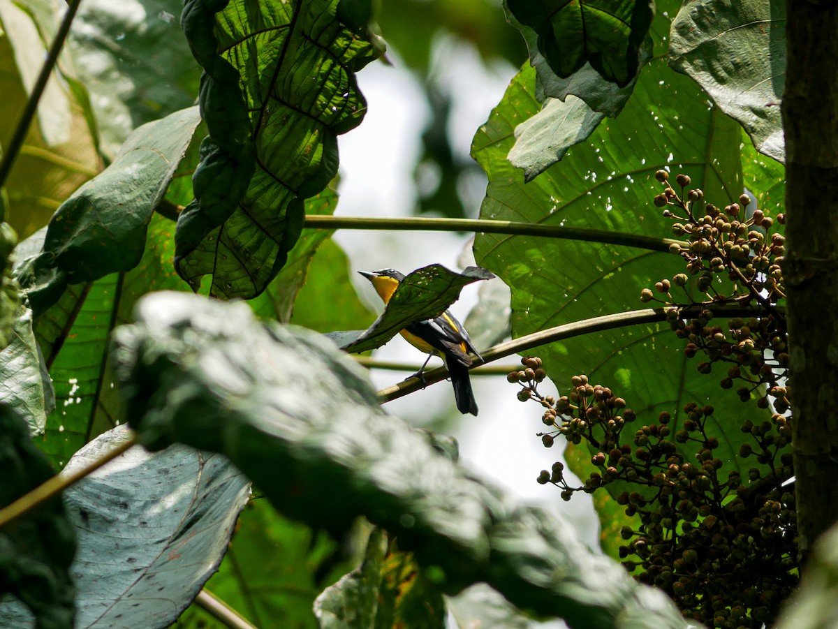 Yellow-rumped Flycatcher - ML623184496