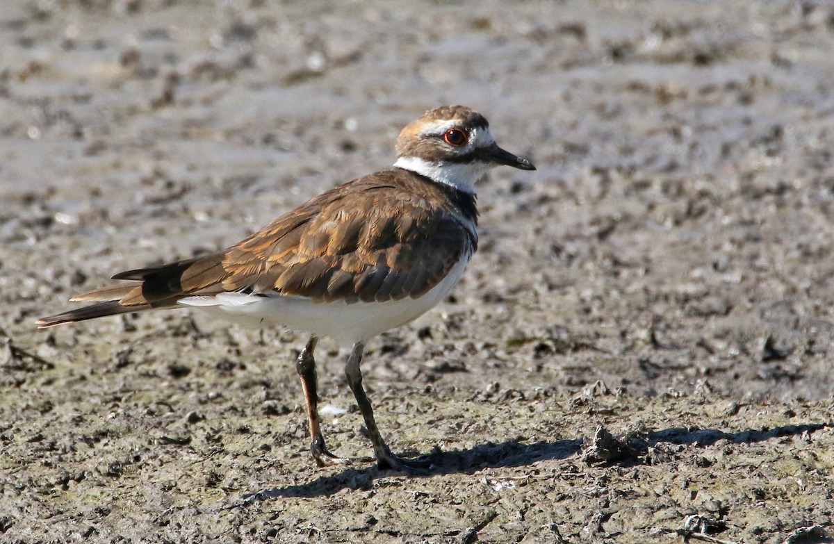 Killdeer - ML623184500