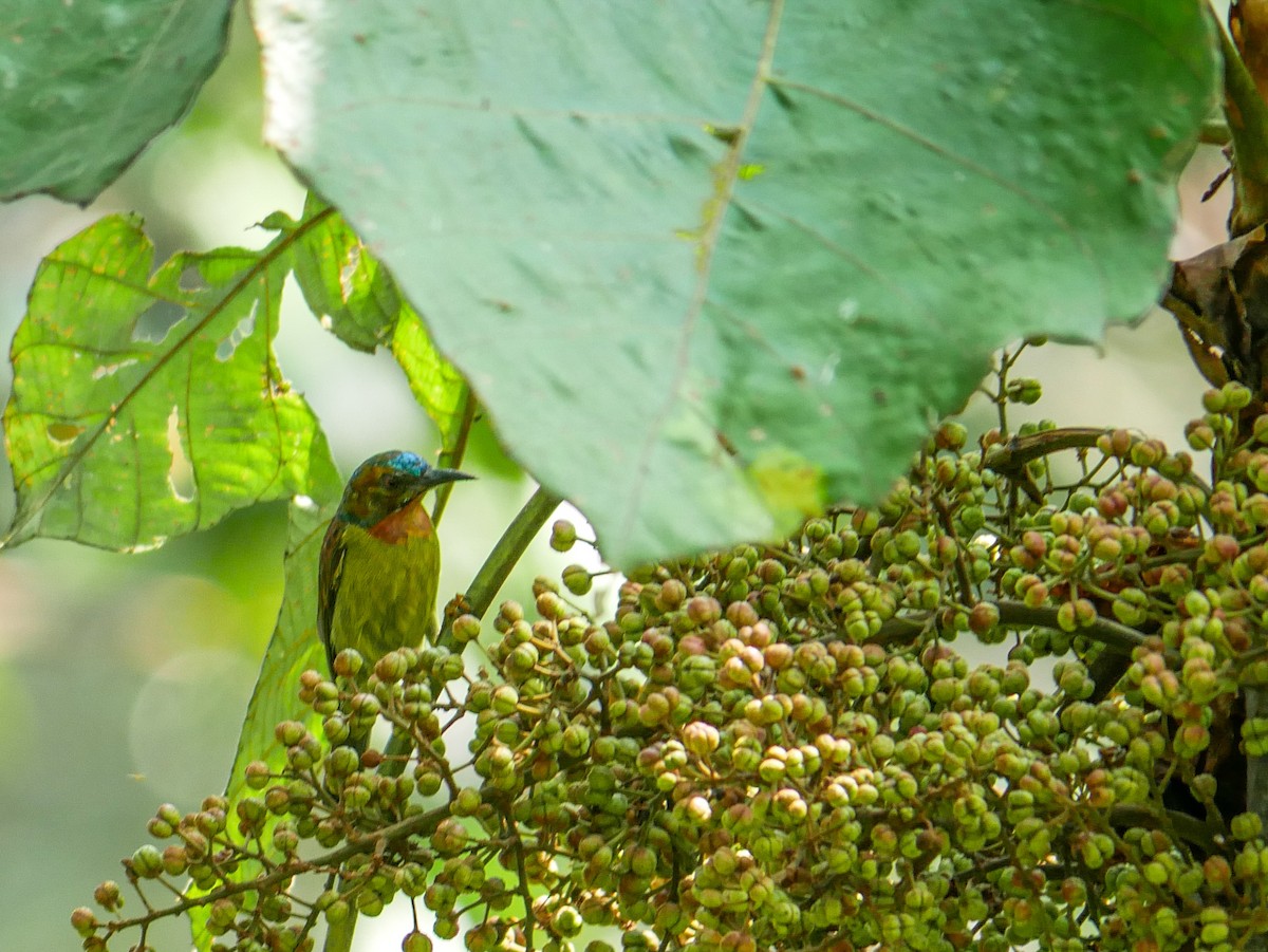 Red-throated Sunbird - Ming T